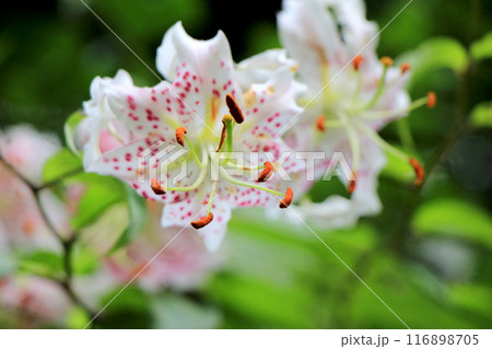 鹿の子百合の花のある風景 116898705