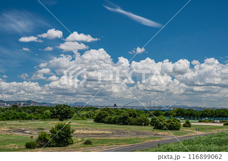 淀川河川公園夏景色 淀川河川公園夏景色 116899062
