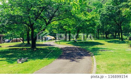 気持ちの良い晴れの日の林間キャンプ場、いい場所を探そう 気持ちの良い晴れの日の林間キャンプ場、いい場所を探そう 116899154