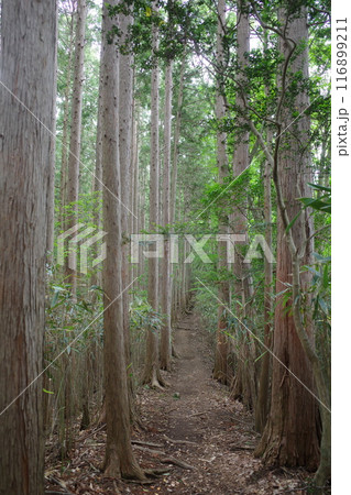 竹寺と子の権現を結ぶ関東ふれあいの道 竹寺と子の権現を結ぶ関東ふれあいの道 116899211
