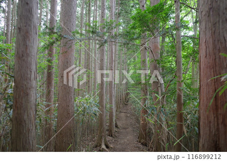 竹寺と子の権現を結ぶ関東ふれあいの道 竹寺と子の権現を結ぶ関東ふれあいの道 116899212