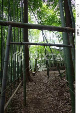 飯能市にある竹寺の竹林 飯能市にある竹寺の竹林 116899221