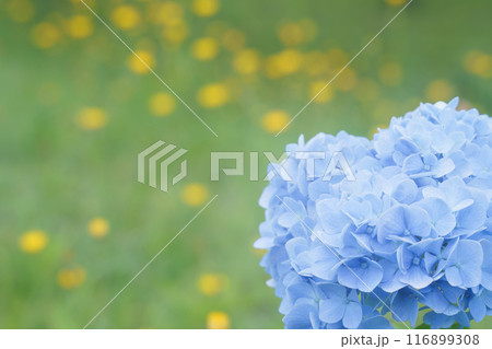 群生するブタナの黄色い花と青いアジサイ 群生するブタナの黄色い花と青いアジサイ 116899308