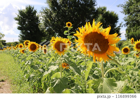 ひまわり畑 ひまわり 向日葵 SunFlower 万博記念公園 大阪府吹田市 万博記念公園駅 夏休み ひまわり畑 ひまわり 向日葵 SunFlower 万博記念公園 大阪府吹田市 万博記念公園駅 夏休み 116899366