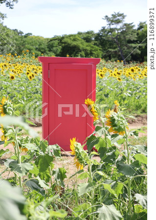 ひまわり畑　ひまわり　向日葵　SunFlower　万博記念公園　大阪府吹田市　万博記念公園駅　夏休み 116899371
