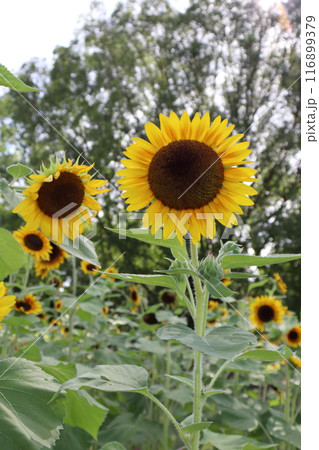 ひまわり畑　ひまわり　向日葵　SunFlower　万博記念公園　大阪府吹田市　万博記念公園駅　夏休み 116899379