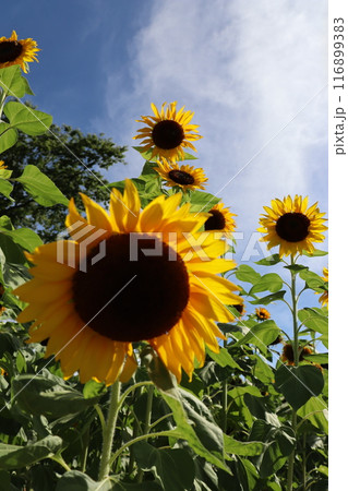 ひまわり畑　ひまわり　向日葵　SunFlower　万博記念公園　大阪府吹田市　万博記念公園駅　夏休み 116899383