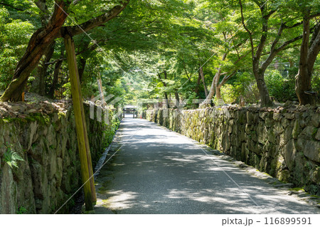 夏の京都　宇治　琴坂 116899591