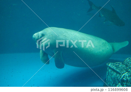 アフリカマナティー アフリカマナティー 116899608