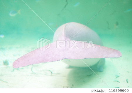 ジュゴンのしっぽ ジュゴンのしっぽ 116899609