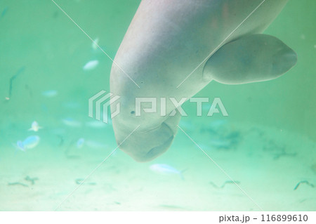 ジュゴンのいる水槽 116899610