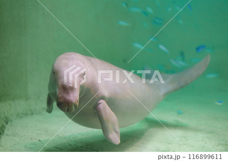 踊るジュゴン 116899611