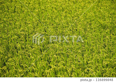 《早場米の田んぼ》収穫前の稲穂 116899848