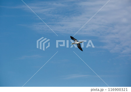 大空を飛ぶカツオドリ 116900321