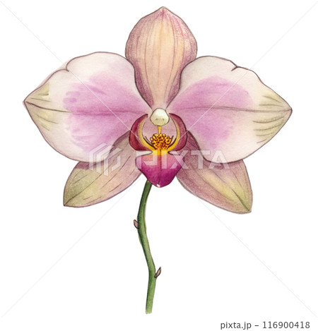 Orchid Flower Clipart Orchid Flower Clipart 116900418