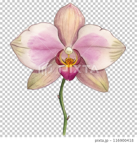 Orchid Flower Clipart Orchid Flower Clipart 116900418