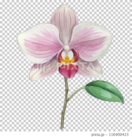 Orchid Flower Clipart  116900423