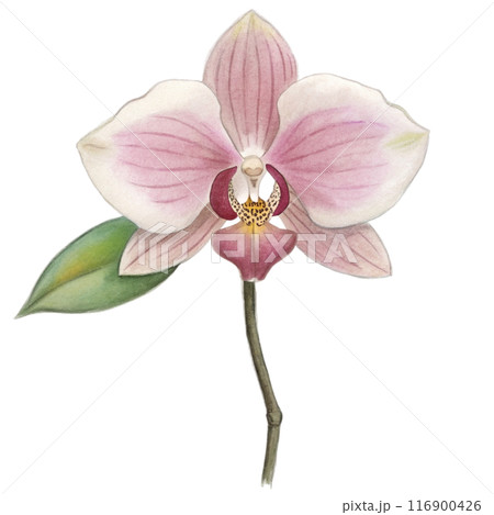Orchid Flower Clipart  116900426