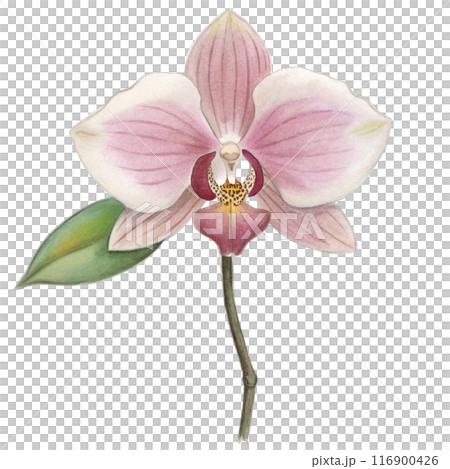 Orchid Flower Clipart  116900426
