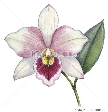Orchid Flower Clipart  116900427