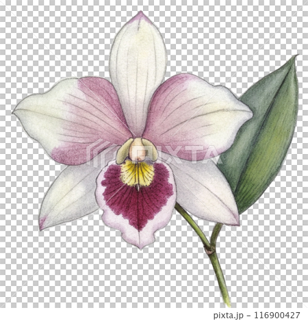 Orchid Flower Clipart  116900427