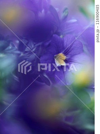 ペチュニア　紫の花　アート調　 116900485