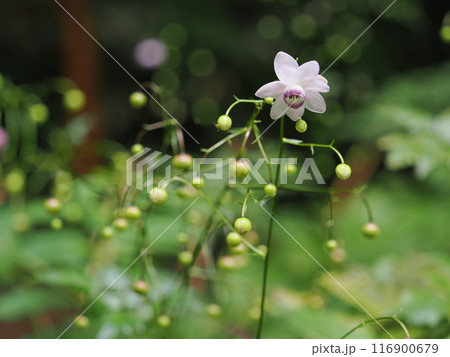 レンゲショウマ 116900679