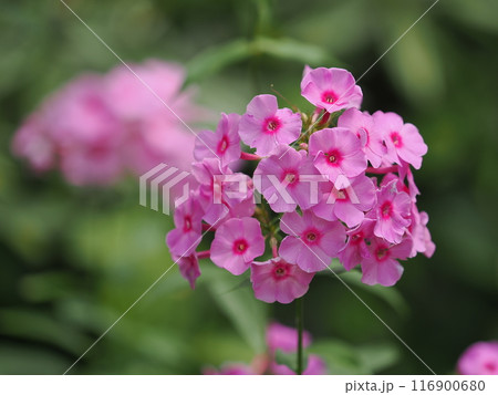 クサキョウチクトウ 116900680