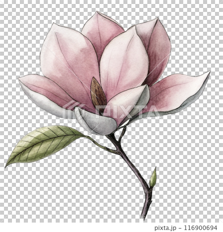 Magnolia Flower Clipart  116900694