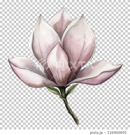 Magnolia Flower Clipart  116900695