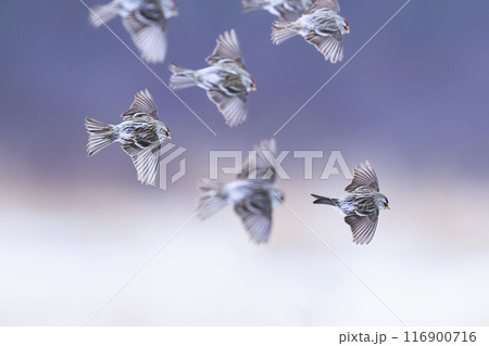 ベニヒワ群れの飛翔 116900716