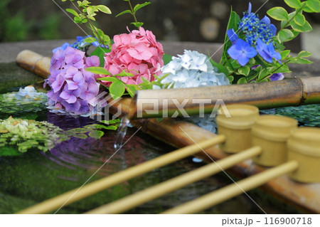 紫陽花 116900718