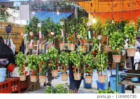 ほおずきは綺麗に飾られて今が旬。赤い実も出揃って生き生きとして 116900730