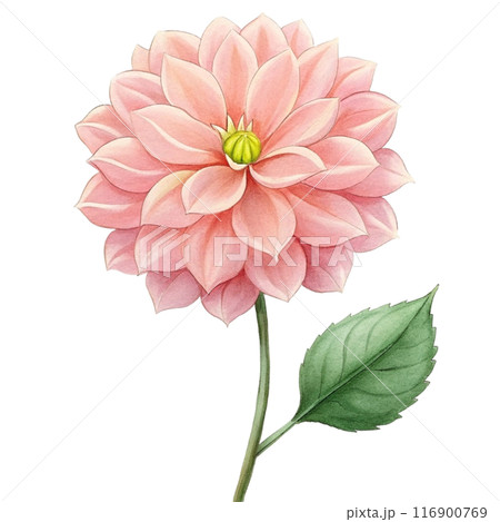 Dahlia Flower Clipart  116900769
