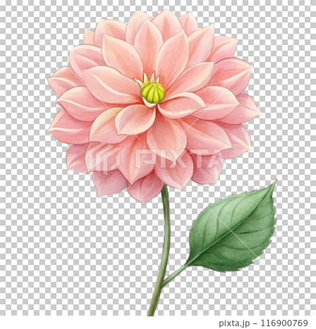 Dahlia Flower Clipart  116900769