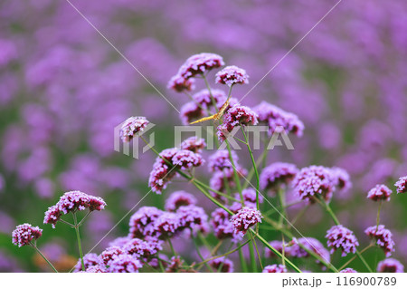 バーベナにとまる蝶 あわじ花さじき バーベナにとまる蝶 あわじ花さじき 116900789