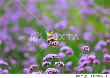 バーベナにとまる蝶 あわじ花さじき バーベナにとまる蝶 あわじ花さじき 116900791