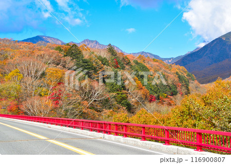 秋　清里　東沢大橋 116900807