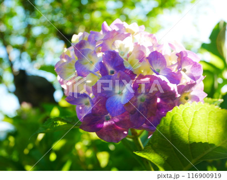 鮮やかな満開の紫陽花　2022.6.12 116900919