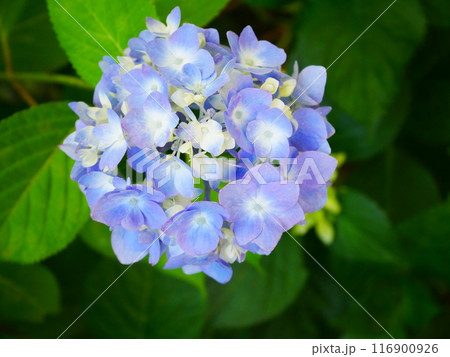 鮮やかな満開の紫陽花　2022.6.12 116900926