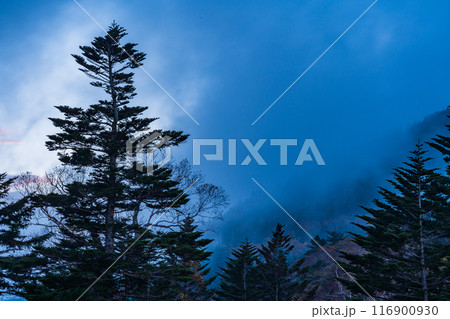 【群馬県】荒涼とした万座高原・立ち枯れた木 夕景 【群馬県】荒涼とした万座高原・立ち枯れた木 夕景 116900930