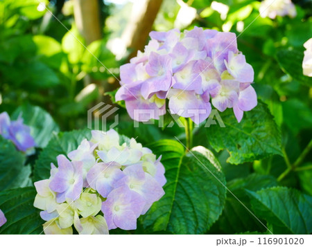 満開の紫陽花　2022.6.12 116901020