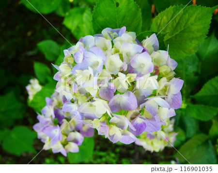 満開の紫陽花　2022.6.12 116901035