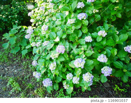 満開の紫陽花　2022.6.12 116901037