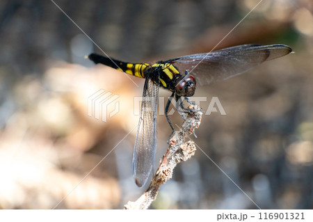 木の枝に止まったトンボ	 116901321
