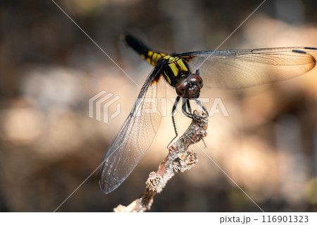 木の枝に止まったトンボ 木の枝に止まったトンボ 116901323