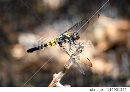 細い木の枝に止まったトンボ 細い木の枝に止まったトンボ 116901325