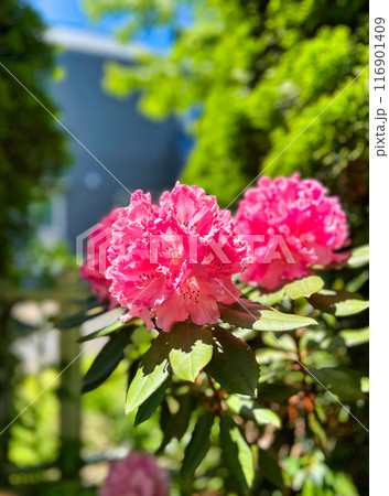 シャクナゲの花 116901409