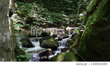 小さな滝 奥入瀬渓流 夏 小さな滝 奥入瀬渓流 夏 116901609