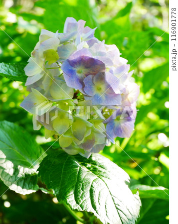 鮮やかな紫陽花の花 2022.6.12 鮮やかな紫陽花の花 2022.6.12 116901778